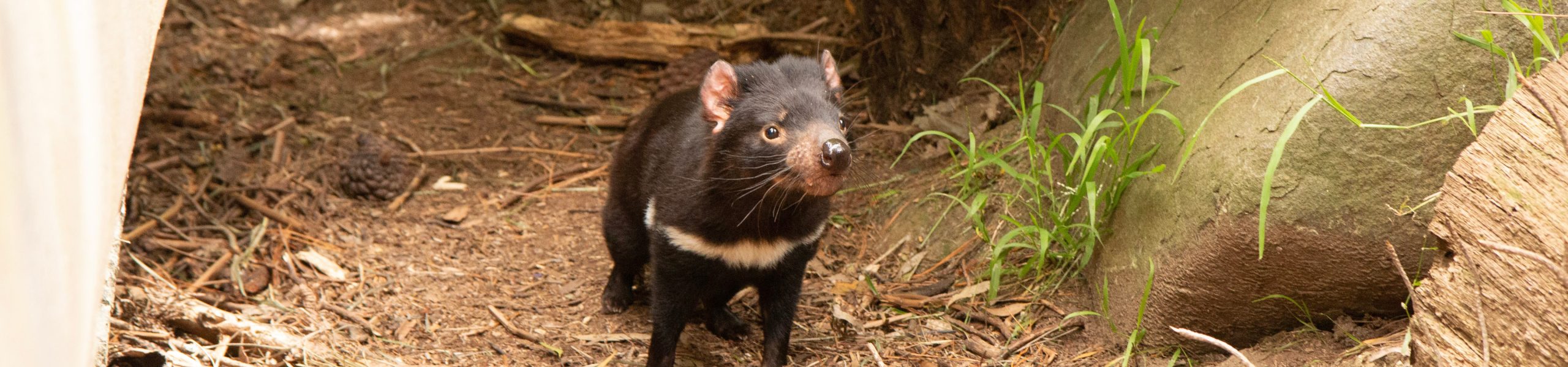 Tasmanian Devil