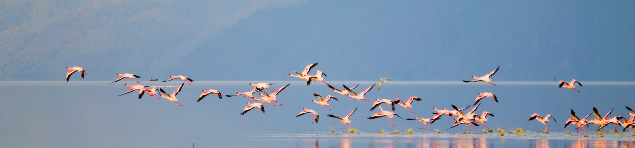 Flamingos in Lake Manyara National Park 