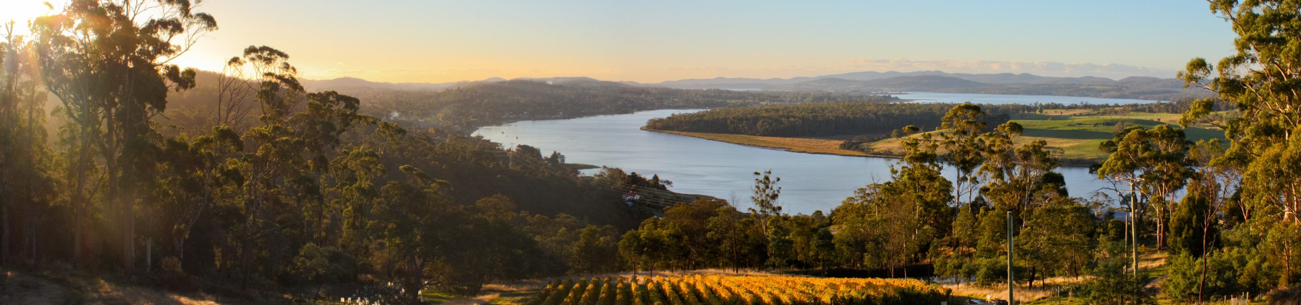 Tasmanian vinyards