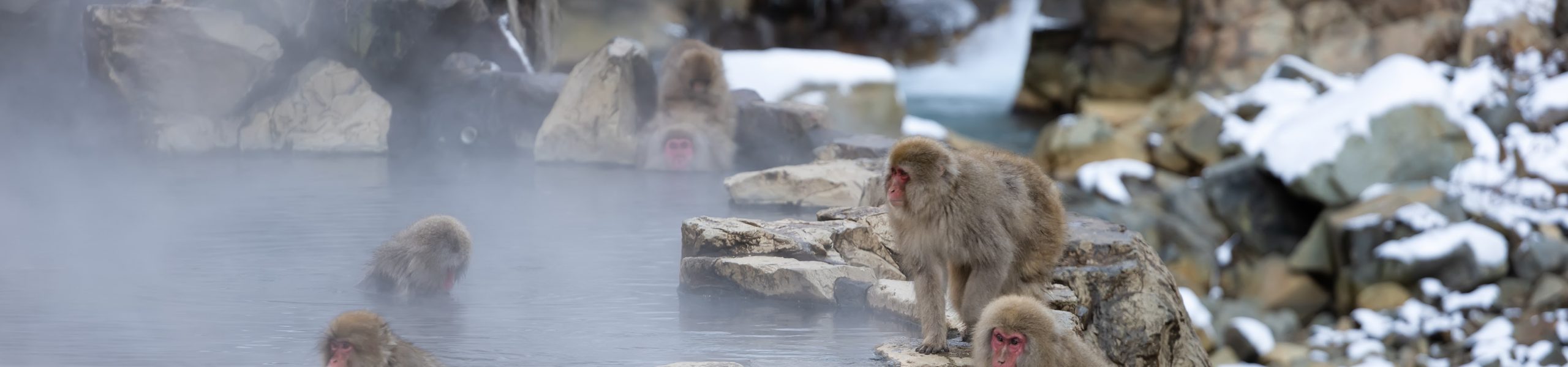Snow monkeys in Jigokudani monkey park 