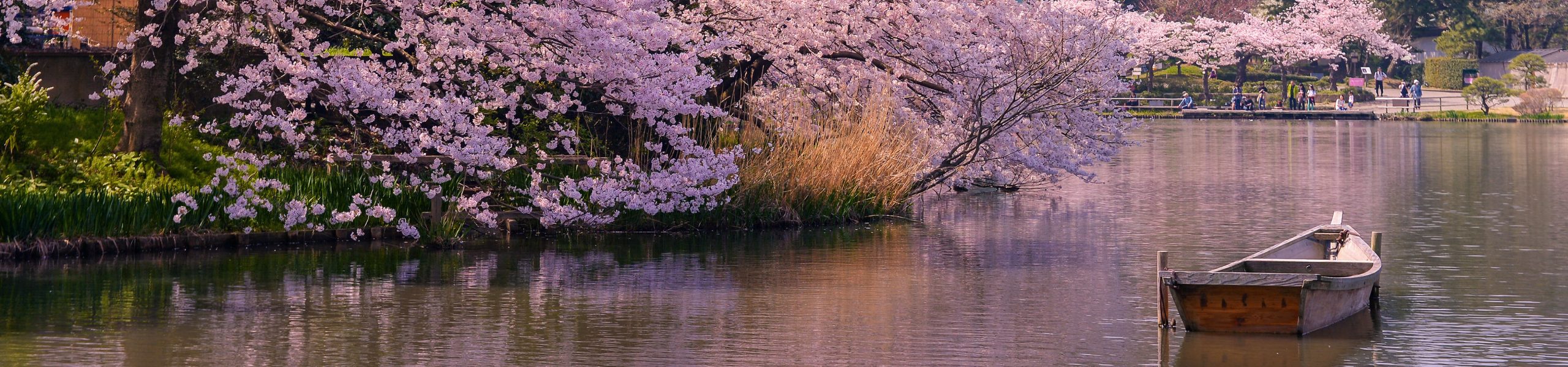 Discover Japan - Cherry blossoms