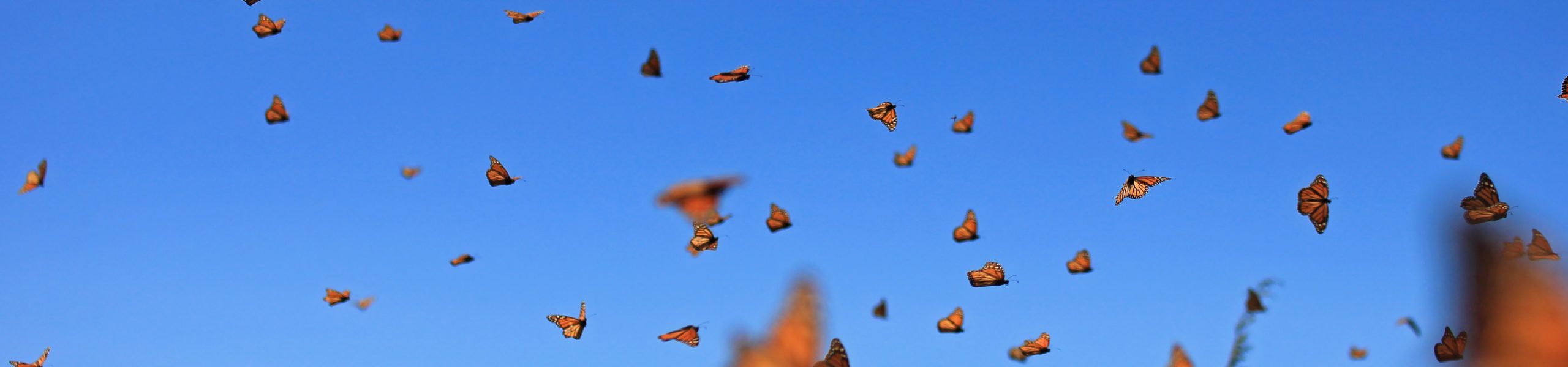 Monarch butterflies